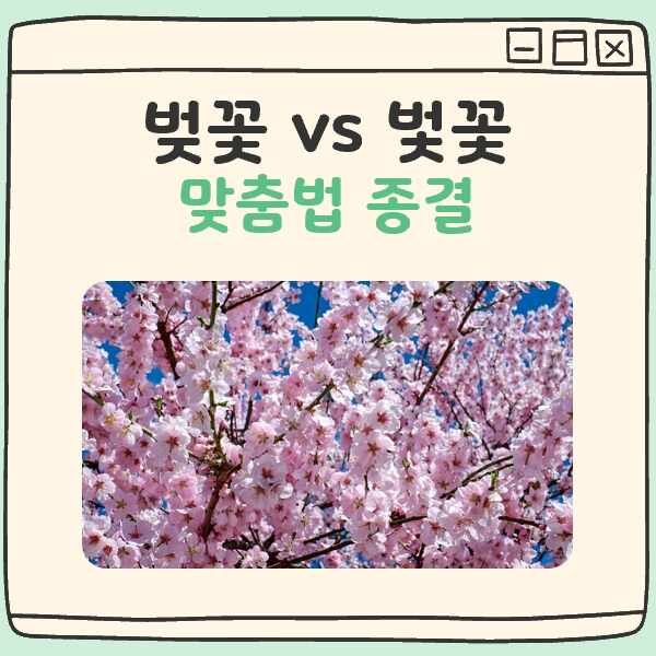 벛꽃 벚꽃 맞춤법 대표 이미지