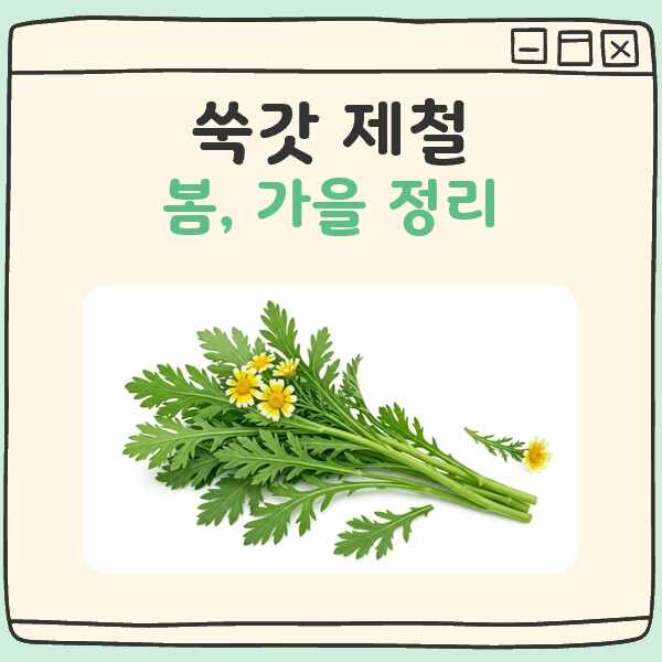 쑥갓 제철 대표 이미지
