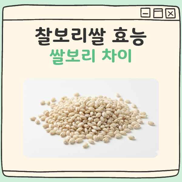 찰보리쌀 효능, 쌀보리 차이 대표 이미지